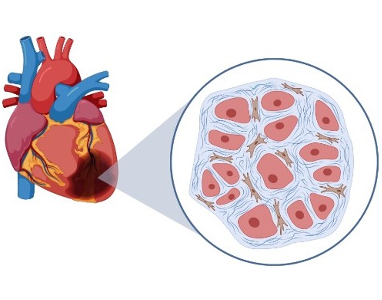 Cardiovascular Health