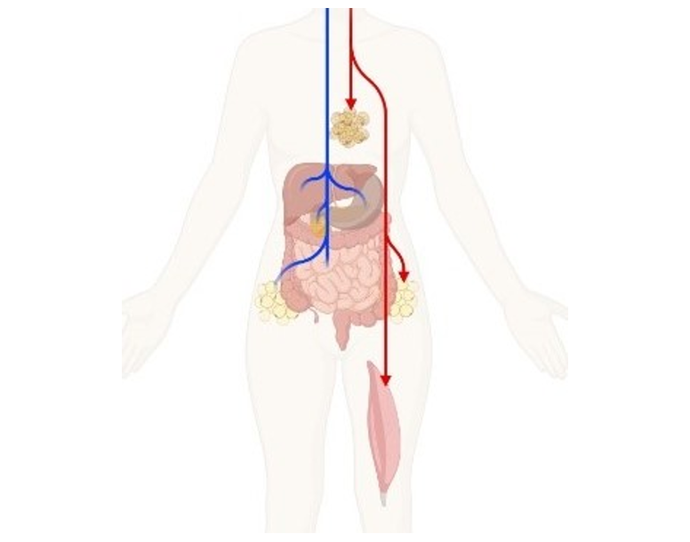 Metabolic Disorders